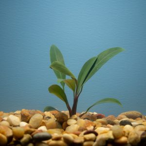 Anubias Afzelii