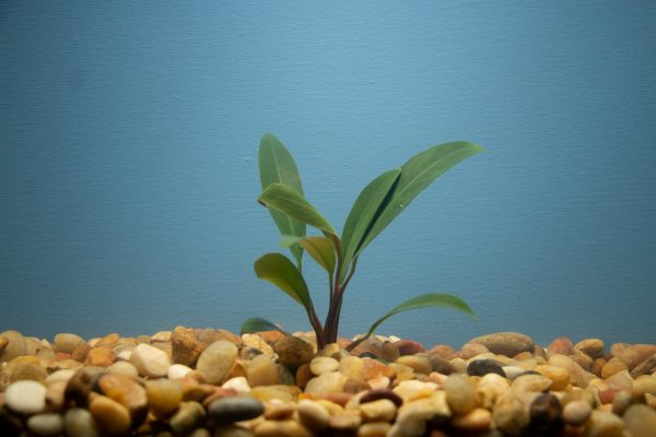 Anubias Afzelii