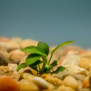 Anubias Nana Petite