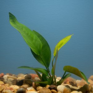 Anubias Nangi