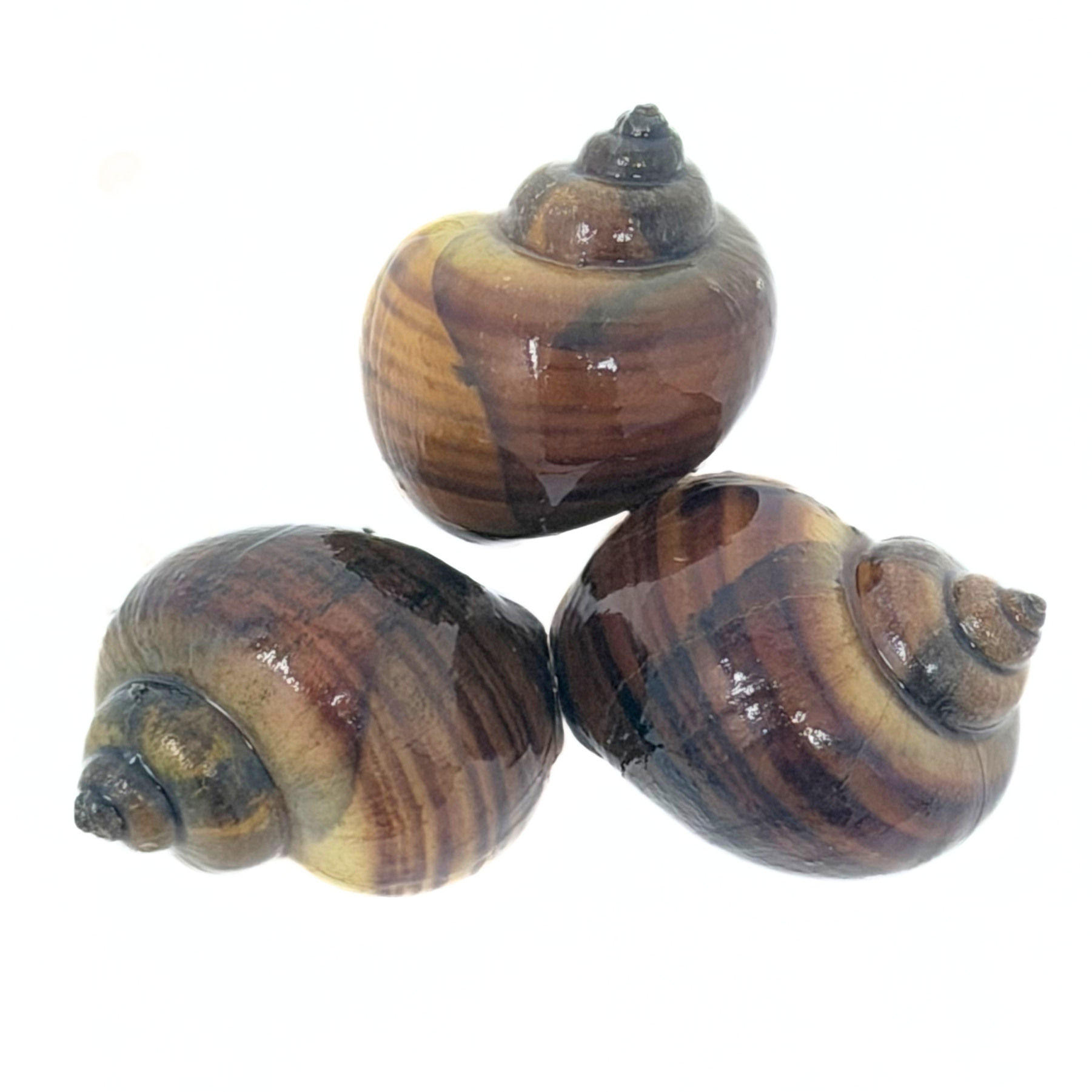 Albino Mystery Snail (Pomacea bridgesii)