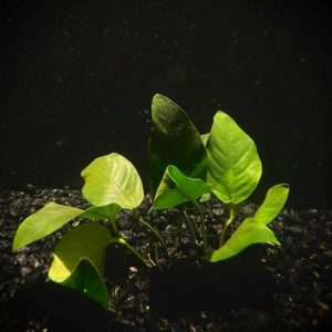 Anubias Nana