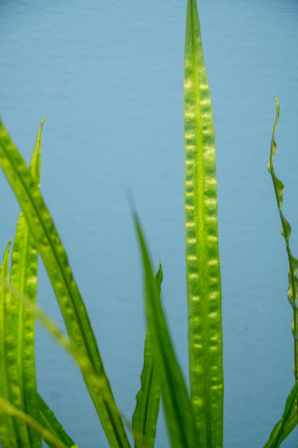 Cryptocoryne Balansae - Image 2