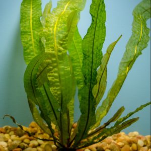 Aponogeton Boivinianus