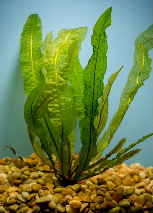 Aponogeton Boivinianus