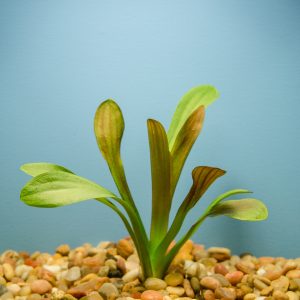 Broadleaf "Chilensis" (Sagittaria platyphylla)