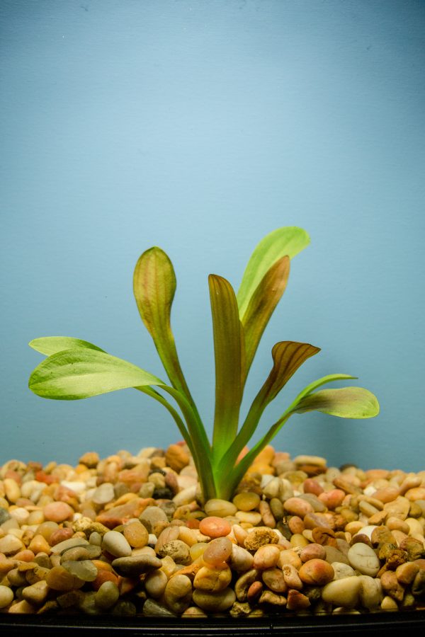 Broadleaf "Chilensis" (Sagittaria platyphylla)