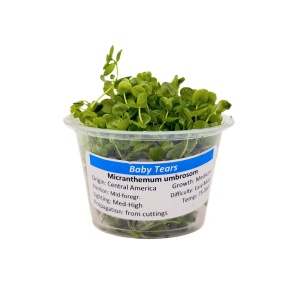Baby Tears- Giant (Micranthemum umbrosom) 4 oz Portion Cup