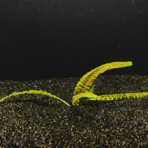 Cryptocoryne Balansae