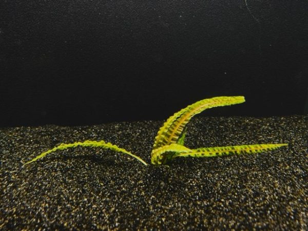 Cryptocoryne Balansae