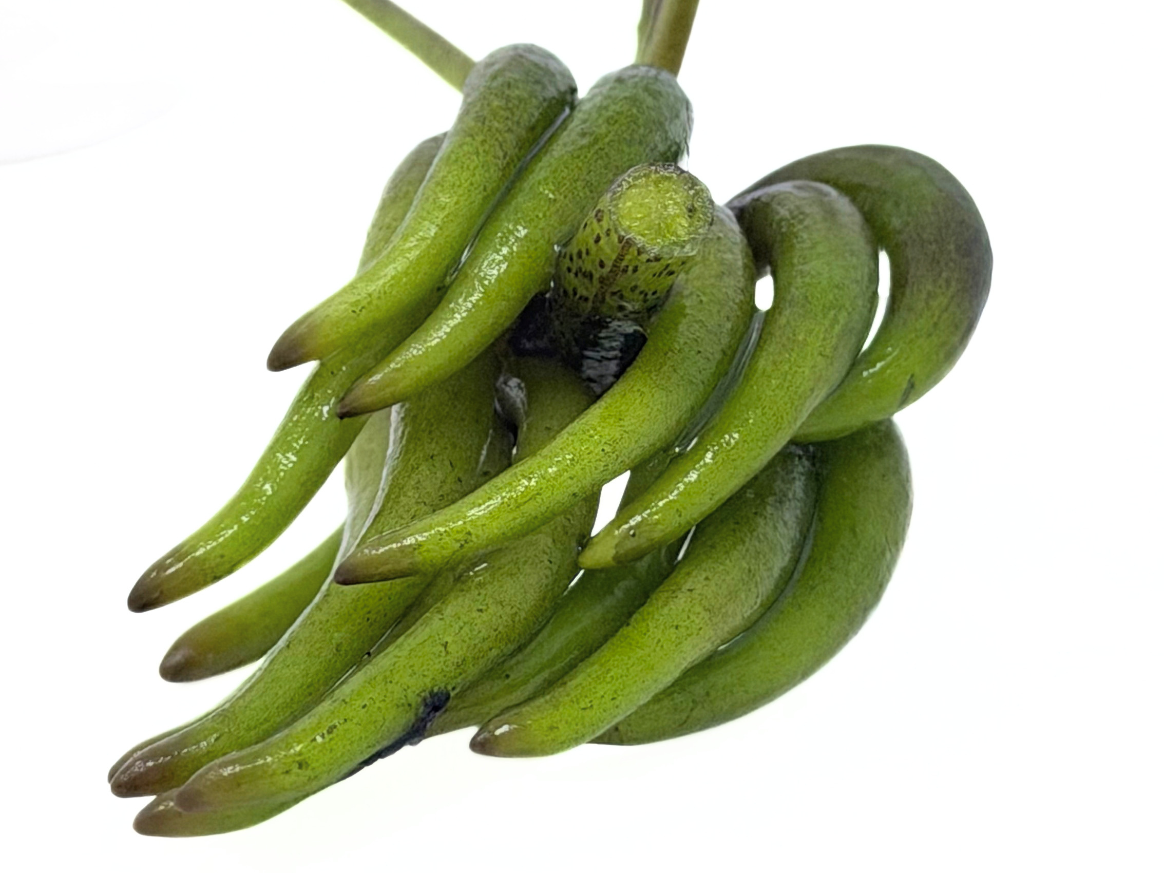Banana Plant (Nymphoides aquatica) - Image 2