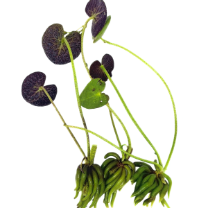 Banana Plant (Nymphoides aquatica)