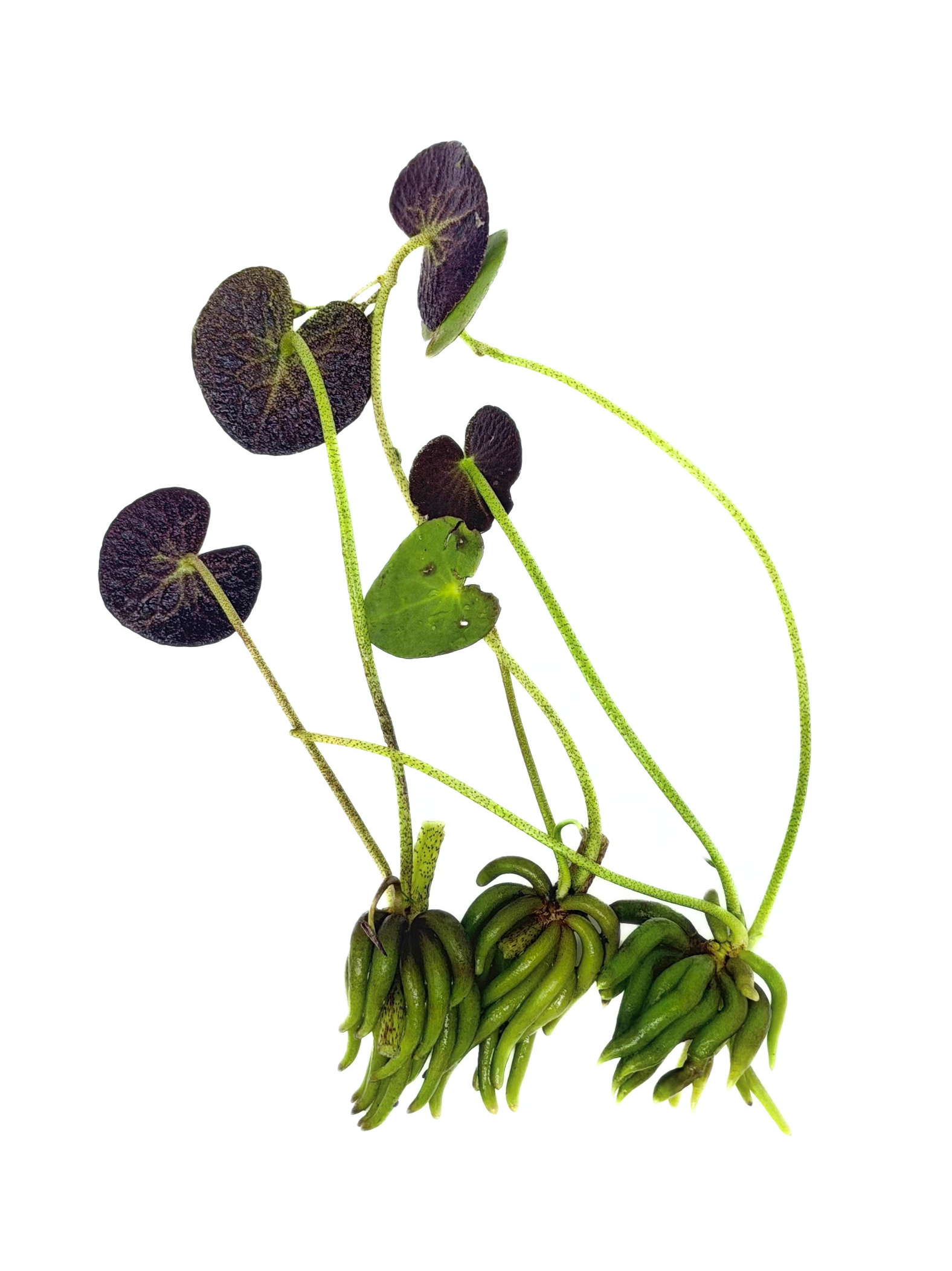 Banana Plant (Nymphoides aquatica)