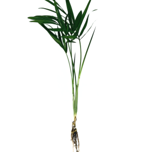 Bella Palm (Chamaedorea elegans)