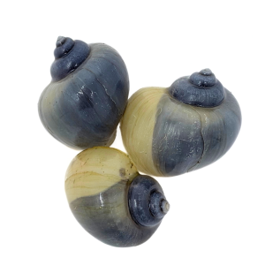 Blue Mystery Snail (Pomacea bridgesii)