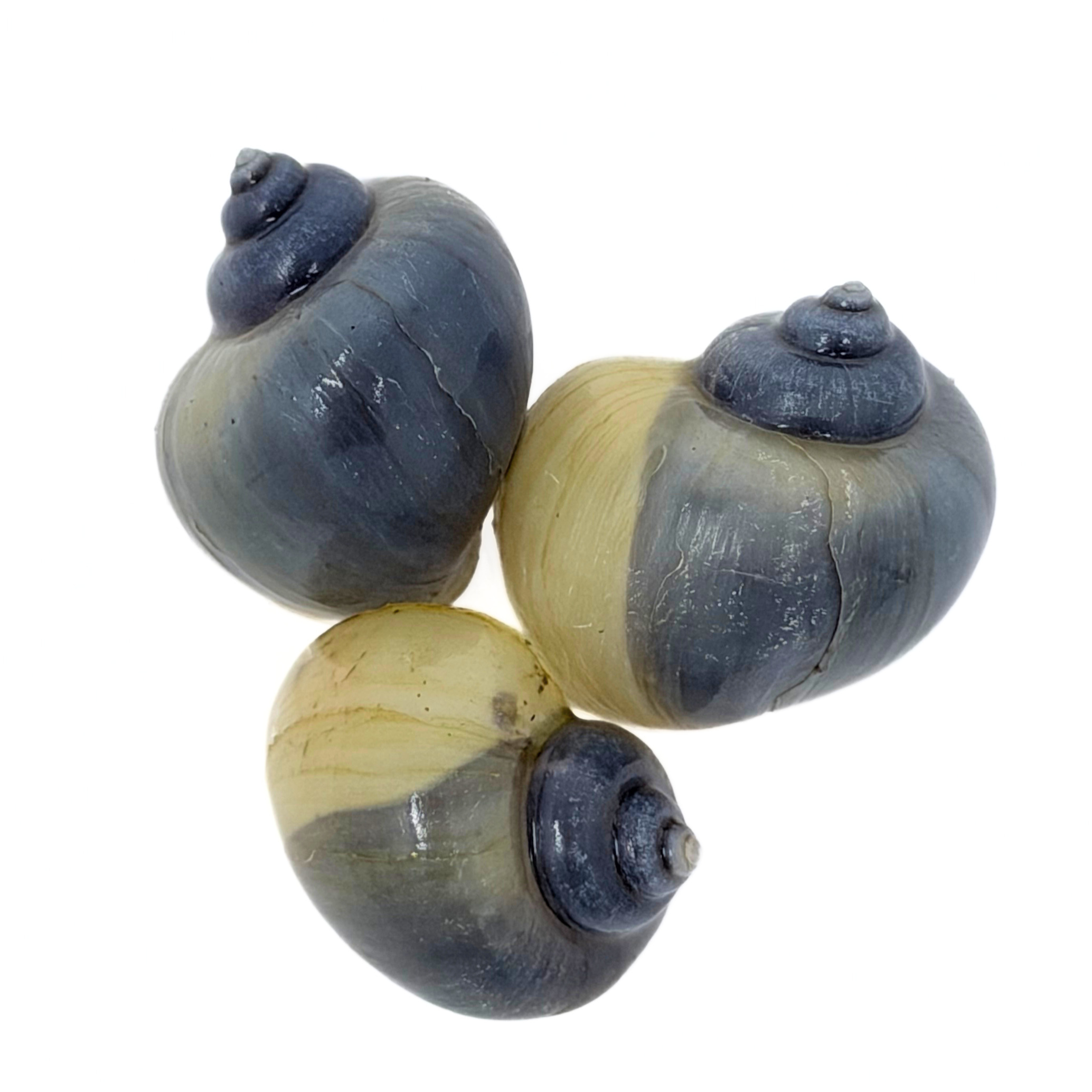 Blue Mystery Snail (Pomacea bridgesii)