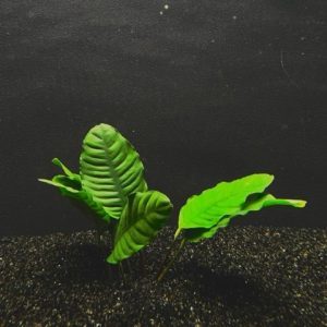 Anubias Coffeefolia