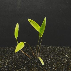 Cryptocoryne Lutea