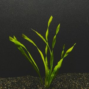 Contortion "Giant Corkscrew" (Vallisneria asiatica)