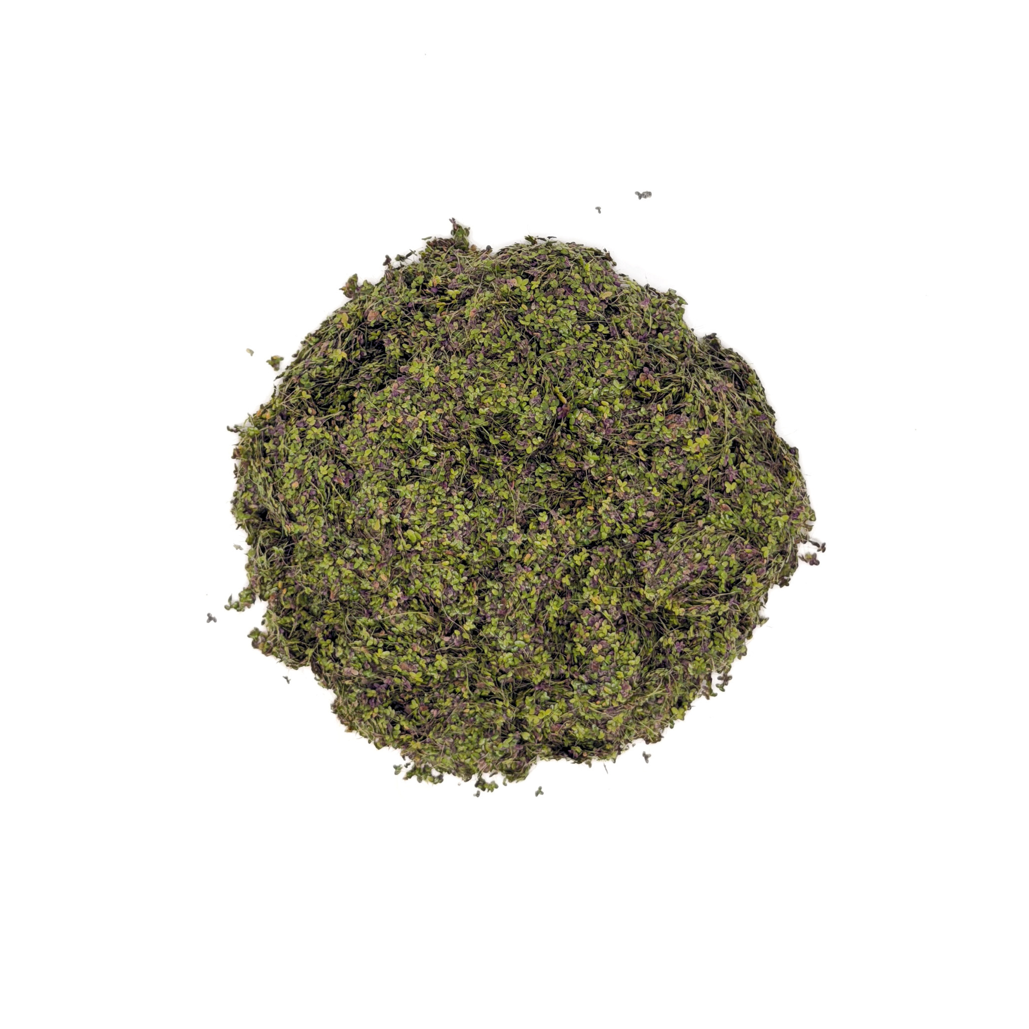 Duckweed (Lemna minor)