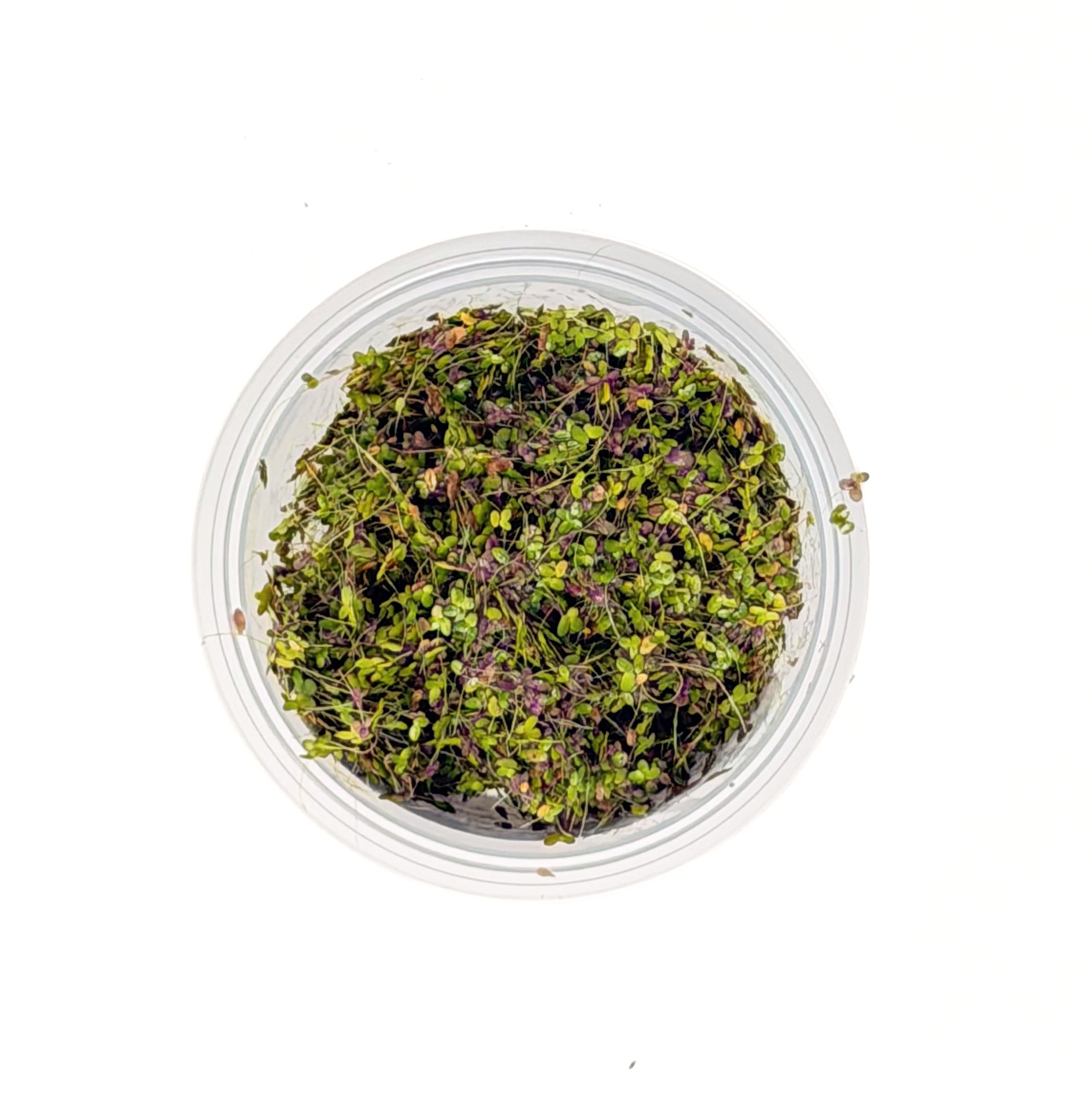 Duckweed (Lemna minor) - Image 3
