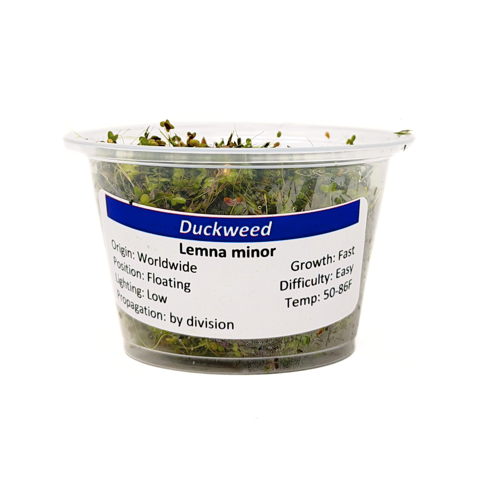 Duckweed (Lemna minor) - Image 2