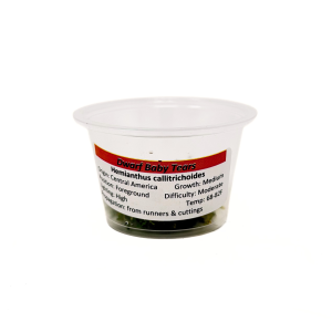 Baby Tears- Dwarf (Hemianthus callitrichoides) 4 oz Portion Cup
