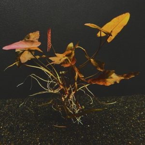 Dwarf Aquarium Lily (Nymphaea stellata)