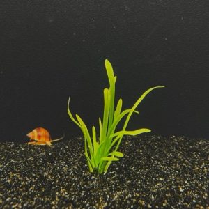 Dwarf Sagittaria (Sagittaria subulata "dwarf")