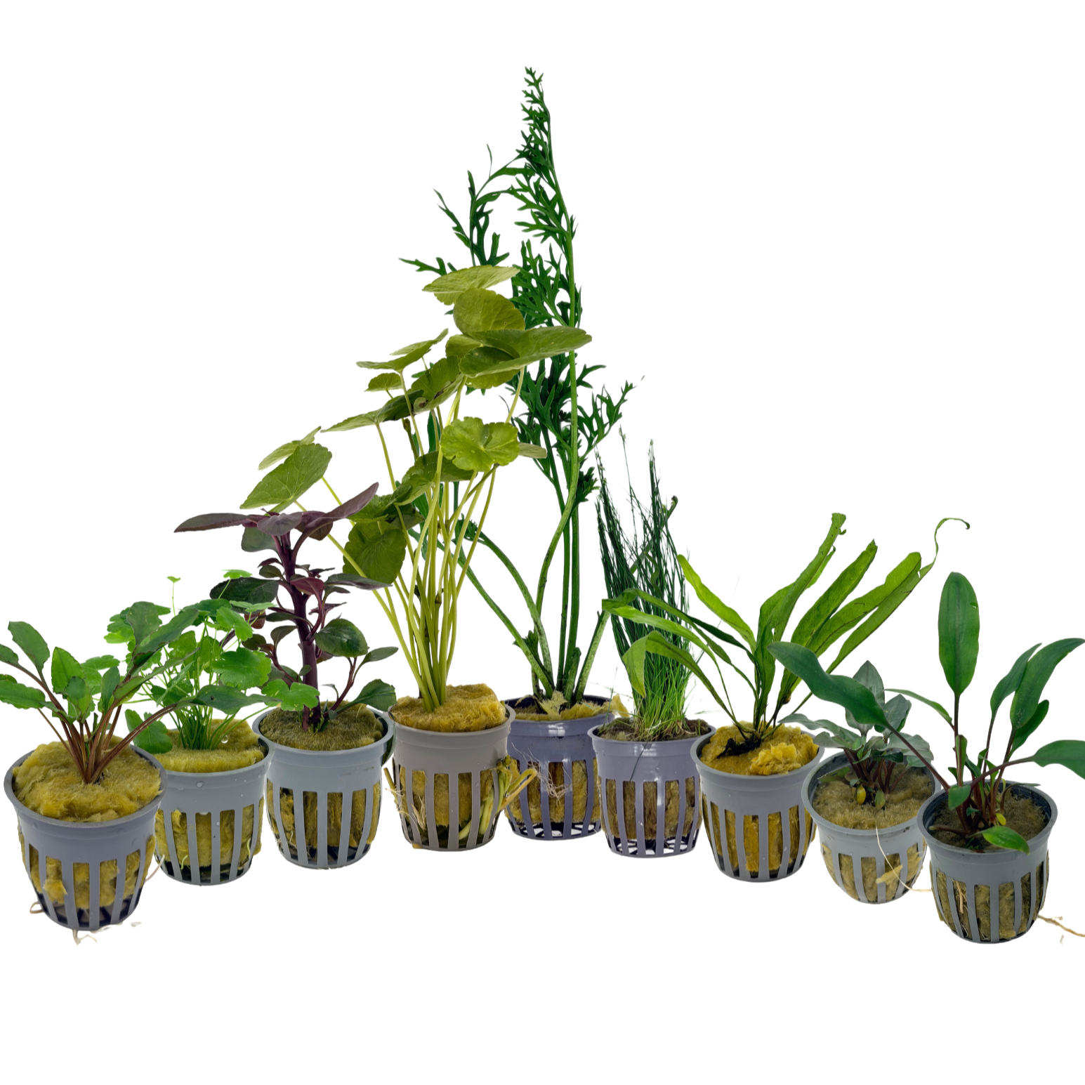 Potted True Aquatic Plants- Fancy Assorted