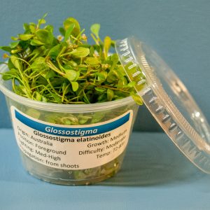 Glossostigma (Glossostigma elatinoides) 4 oz Portion Cup