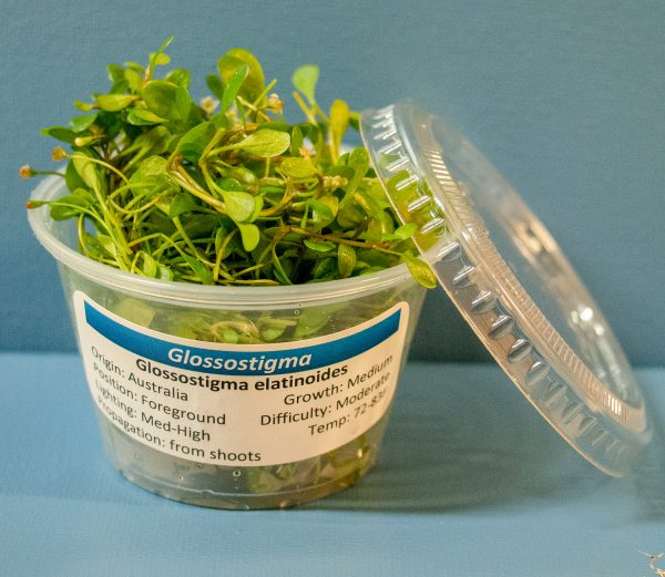 Glossostigma (Glossostigma elatinoides) 4 oz Portion Cup