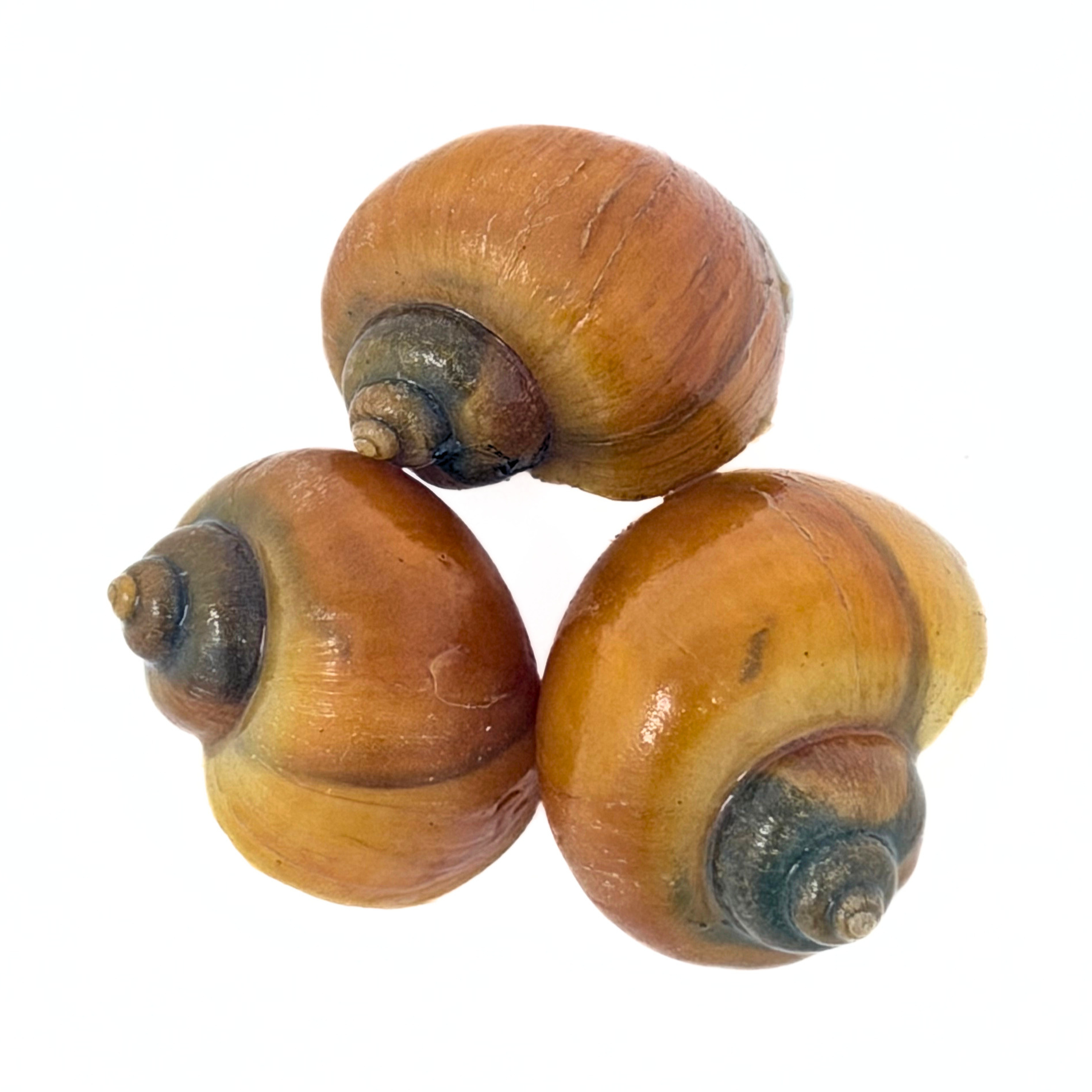 Gold Mystery Snail (Pomacea bridgesii)