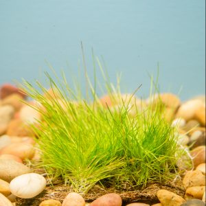Dwarf Hairgrass on Coco Fiber Mat 3"x 3"