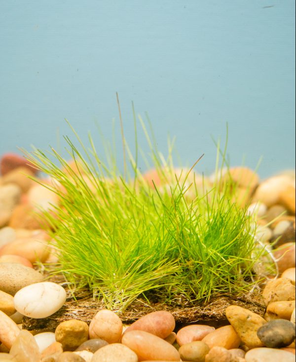 Dwarf Hairgrass on Coco Fiber Mat 3"x 3"