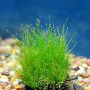 Hairgrass Dwarf Clump (Eleocharis acicularis)
