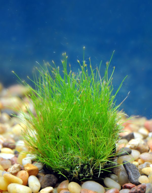 Hairgrass Dwarf Clump (Eleocharis acicularis)