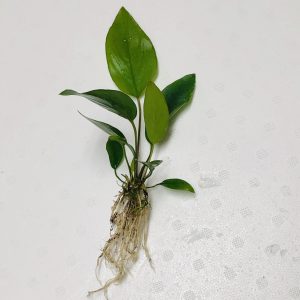 Anubias Hastifolia