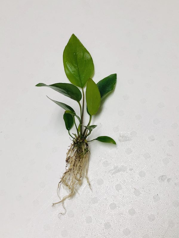 Anubias Hastifolia