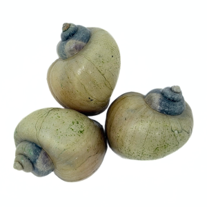 Ivory Mystery Snail (Pomacea bridgesii)