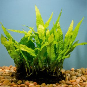 Java Fern Full Mat (Microsorium pteropus)