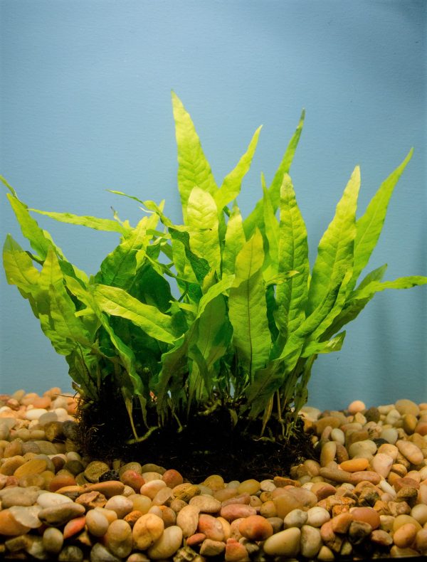 Java Fern Full Mat (Microsorium pteropus)