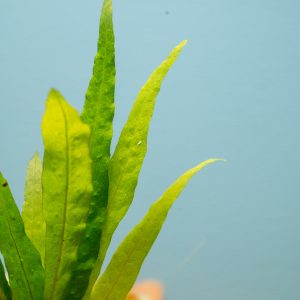Java Fern Narrow Leaf Mat