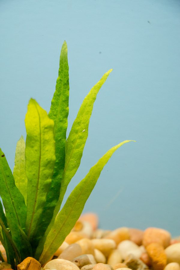 Java Fern Narrow Leaf Mat
