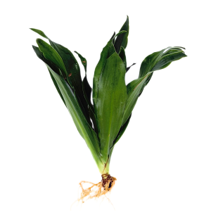 Janet Craig "Pineapple Plant" (Dracaena compacta)
