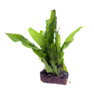 Java Fern Half Mat (Microsorium pteropus)