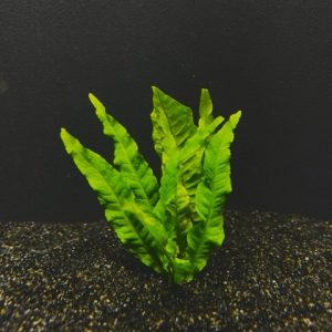 Java Fern (Microsorium pteropus)