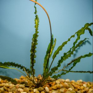 Aponogeton Longiplumulosus