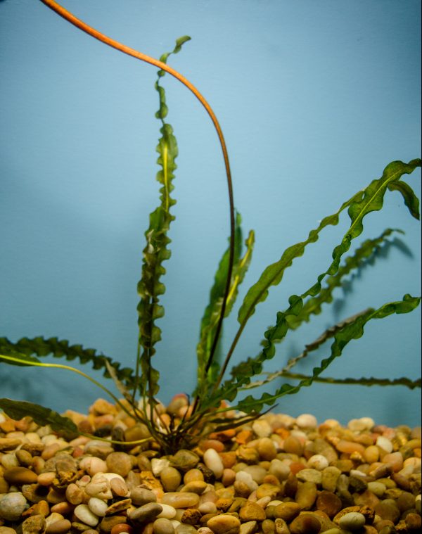 Aponogeton Longiplumulosus