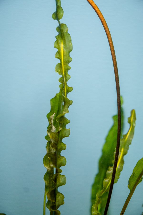 Aponogeton Longiplumulosus - Image 2
